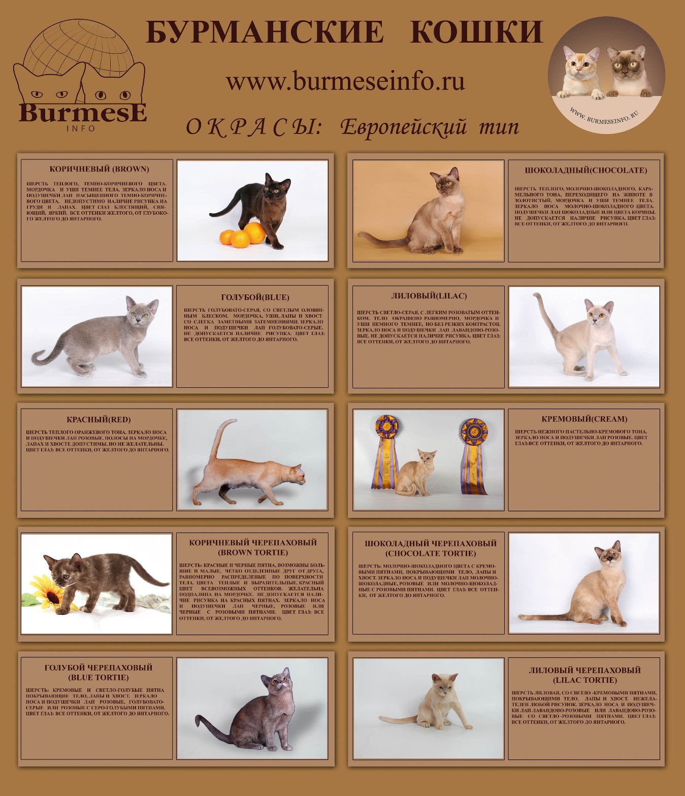 окрас бурманских кошек названия