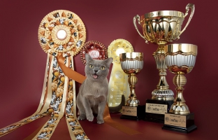 CFA GRAND CHAMPION, BREED WINNER , NATIONAL WINNER 18TH BEST CAT IN CFA «EST BURMESE IN CFA «EST OF BREED REGION 9 2nd BEST CAT REGION 9 «EST CAT IN RUSSIA