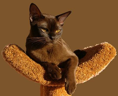 are burmese cats like dogs