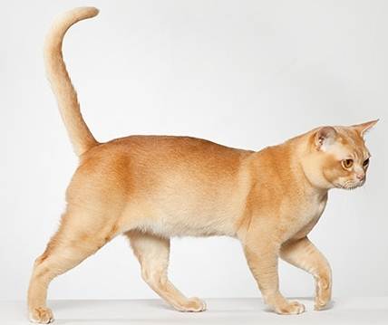 Burmese cat hot sale colors